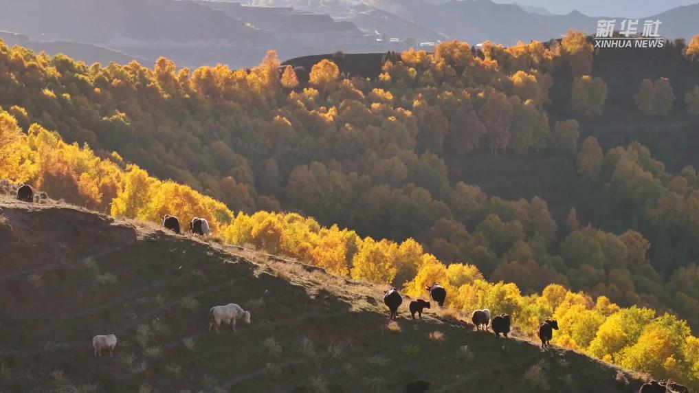 青海循化:水天一色 层林尽染