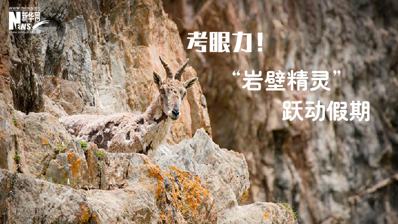 三江源慢直播丨考眼力！“巖壁精靈”躍動假期