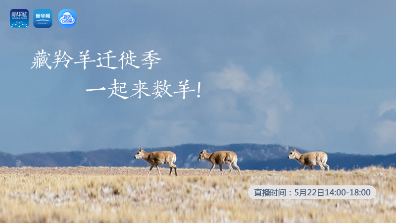 三江源慢直播丨藏羚羊遷徙季 一起來數(shù)羊！
