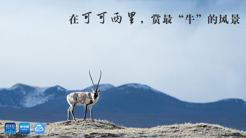 三江源慢直播丨在可可西里，賞最“牛”的美景